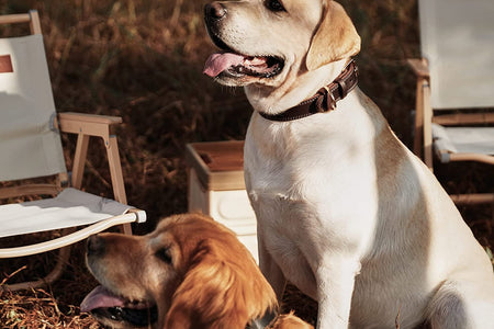 Leather Dog Collar, Genuine Heavy Duty Wide Dog Collar for Small,Medium,Large and Extra Large Dog (S: 0.8" Wide for 13.4"-15.8" Neck, Dual Stitch - Brown)