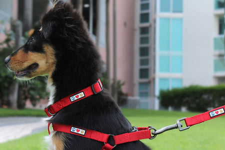 Dog Collar for Large Dogs Adjustable Dog Collar Heavy Duty Waterproof Collars for Dogs with Quick-Release Buckle - Green Dog Collar for Large Breeds